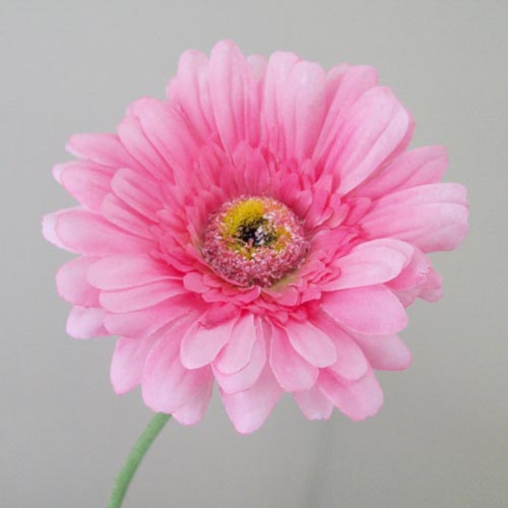 Artificial Gerbera Daisies Pink 65cm Artificial Flowers